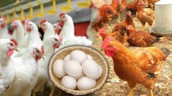 সোনালি ও ব্রয়লার মুরগি এবং ডিমের দাম নির্ধারণ করে দিলো সরকার